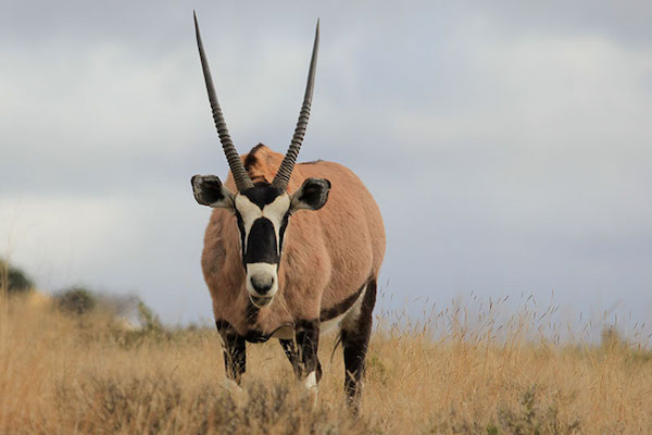 Gemsbok