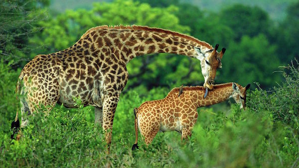 Giraffe