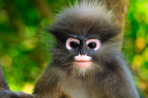 Monkey