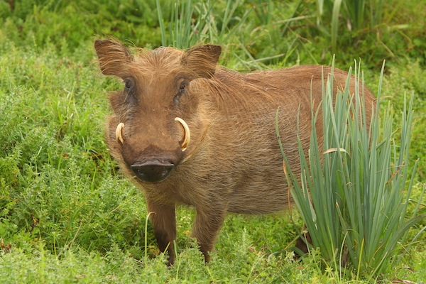 Warthog